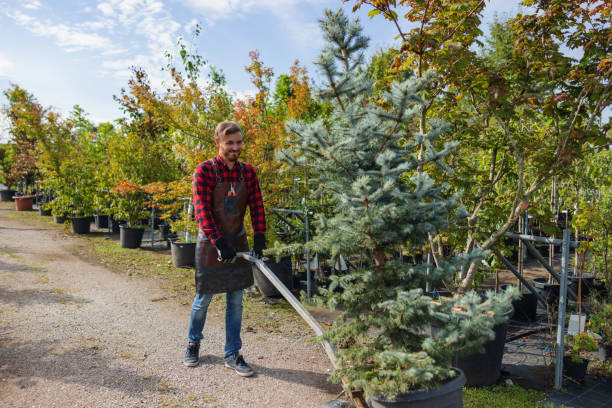 Best Tree Clearing Services  in Lacy Lakeview, TX